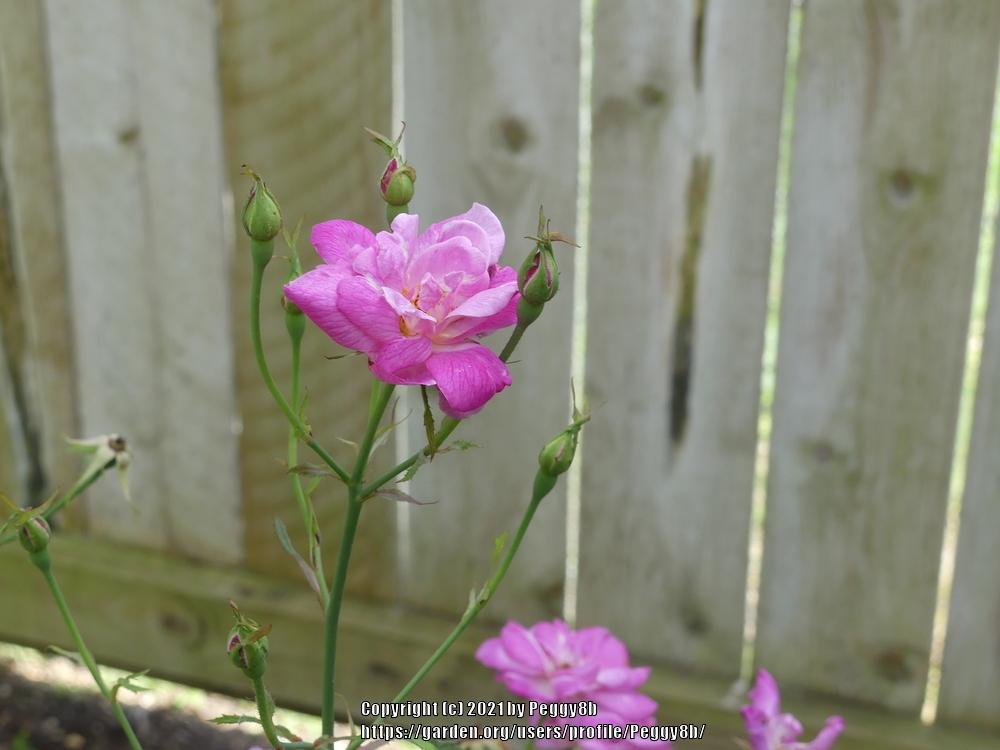 Photo of Rose (Rosa 'Old Blush') uploaded by Peggy8b