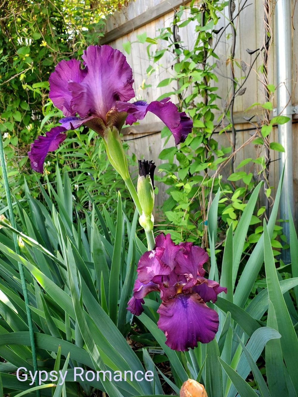 Photo of Tall Bearded Iris (Iris 'Gypsy Romance') uploaded by javaMom
