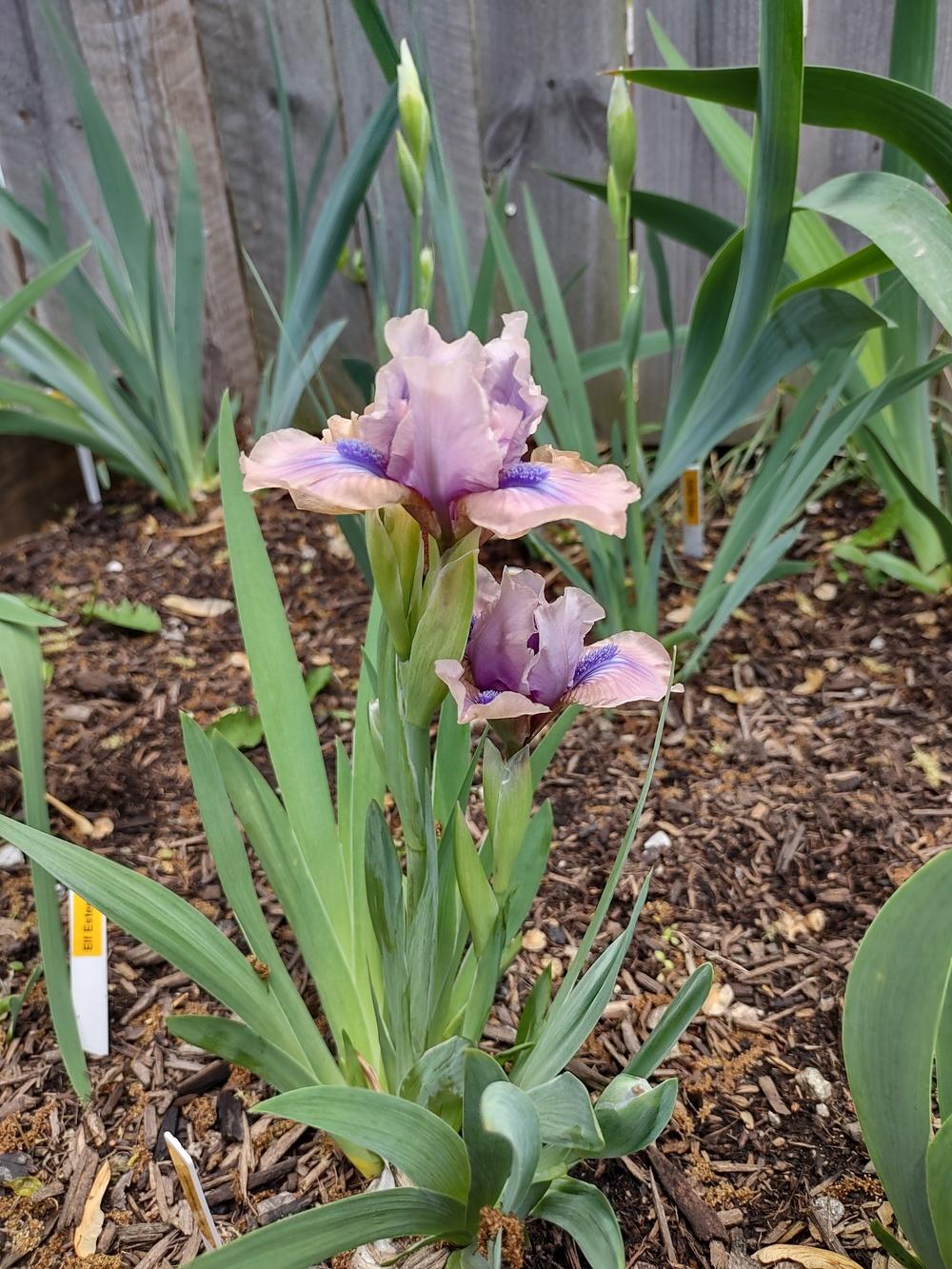 Photo of Standard Dwarf Bearded Iris (Iris 'Androgyny') uploaded by lvitanova