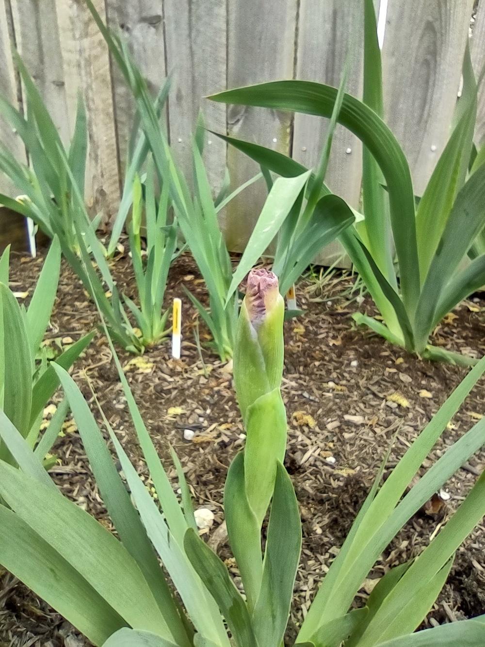 Photo of Standard Dwarf Bearded Iris (Iris 'Androgyny') uploaded by lvitanova