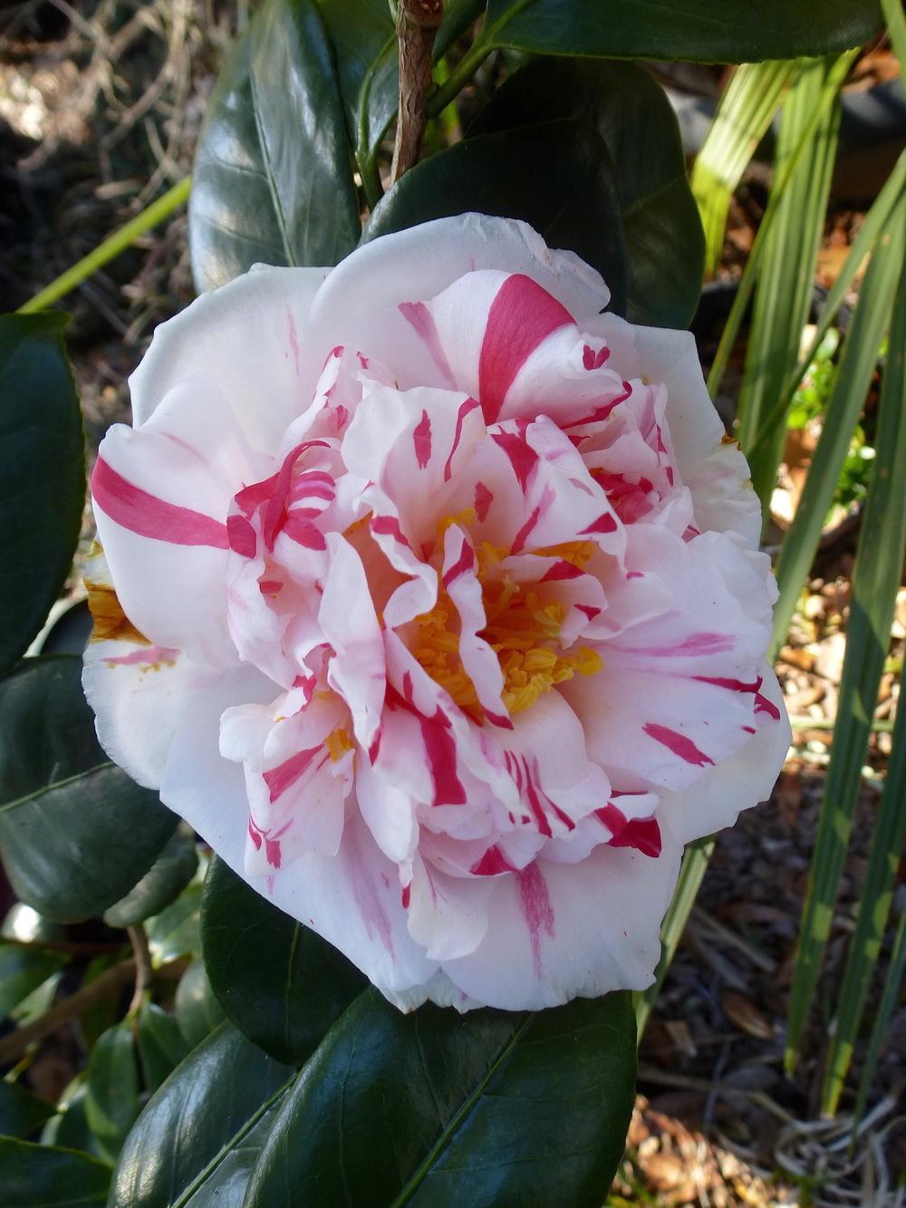 Photo of Japanese Camellia (Camellia japonica 'Tick Tock') uploaded by scvirginia