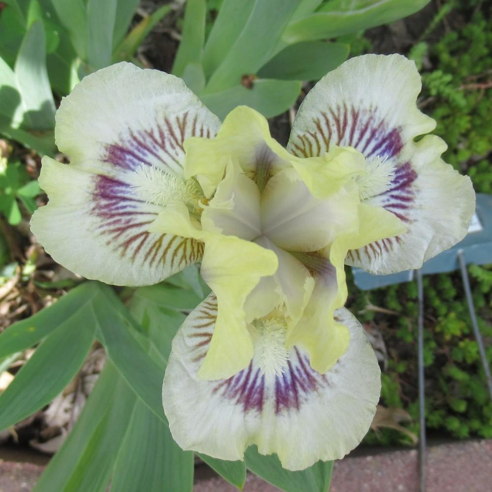 Photo of Standard Dwarf Bearded Iris (Iris 'Cat and Mouse') uploaded by stilldew