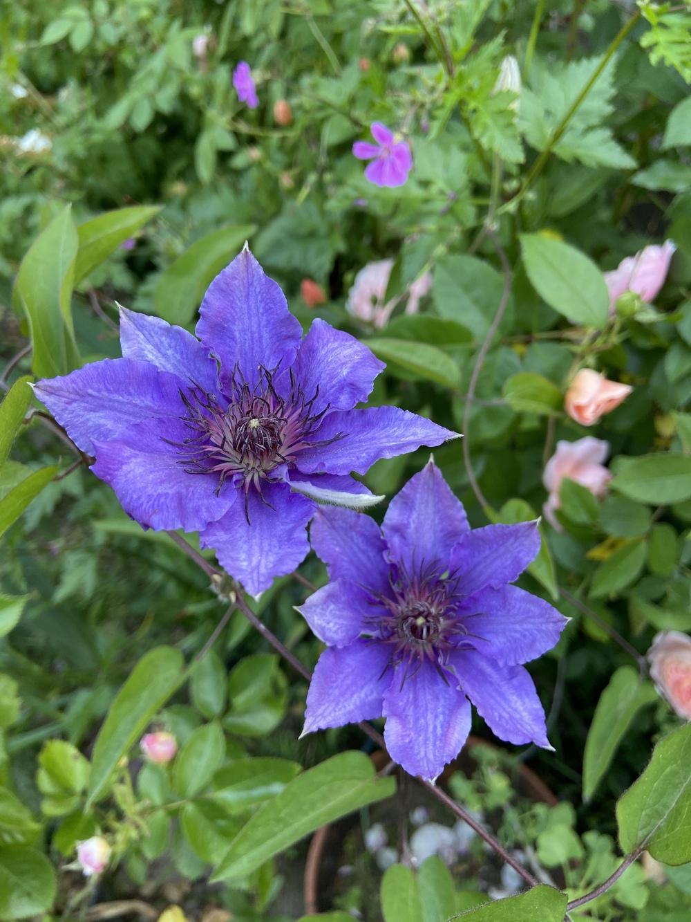 Photo of Clematis Bijou™ uploaded by Calif_Sue