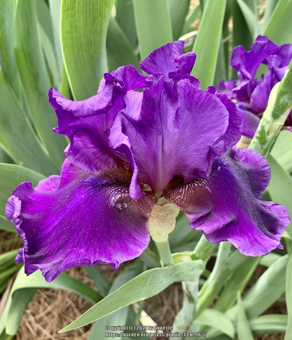 Photo of Tall Bearded Iris (Iris 'Chillaxin'') uploaded by Cem9165