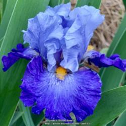 Location: Annette’s garden
Date: 05/07/21, 8:07 PM
Single bloom of bearded Iris Cubs Win It