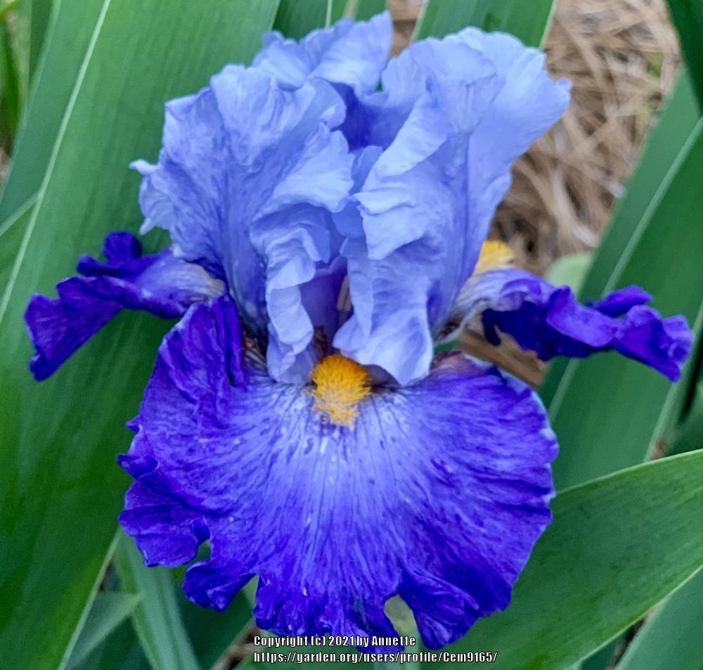 Photo of Tall Bearded Iris (Iris 'Cubs Win It') uploaded by Cem9165