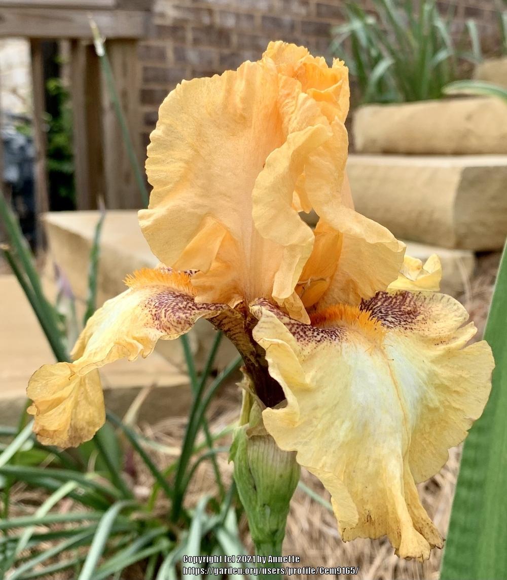 Photo of Tall Bearded Iris (Iris 'Butterlicious') uploaded by Cem9165