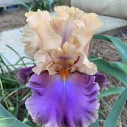 Location: Annette’s garden
Date: 05/07/21, 7:54 PM
Single bloom of bearded Iris Dollface