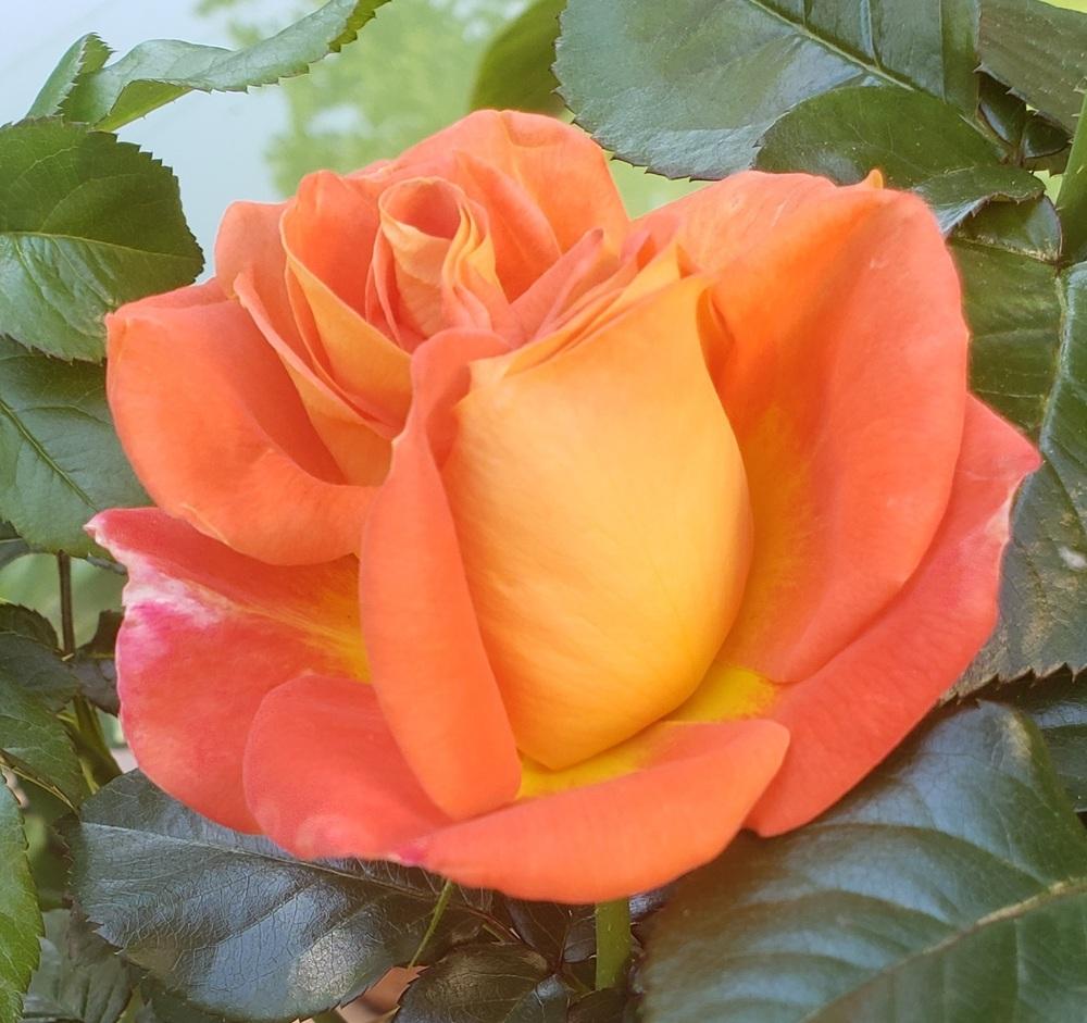 Photo of Rose (Rosa 'Burst of Joy') uploaded by LindsayG