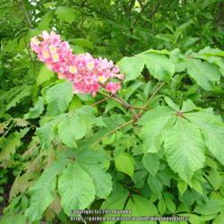 Location: Scott County, Kentucky
Date: May 7, 2006
Distinctive palmate compound leaves of Aesculus x carnea with puc