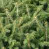 Picea abies 'Echiniformis' - needle detail