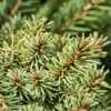 Picea abies 'Kellerman's Blue Cameo' - The amber colored buds are