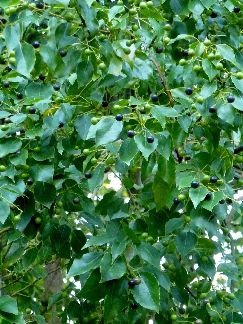 Photo of Camphor Tree (Cinnamomum camphora) uploaded by scvirginia