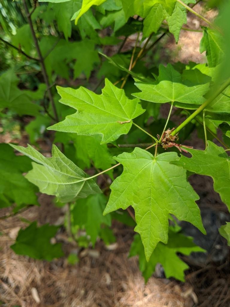 Photo of Chalk Maple (Acer leucoderme) uploaded by scvirginia