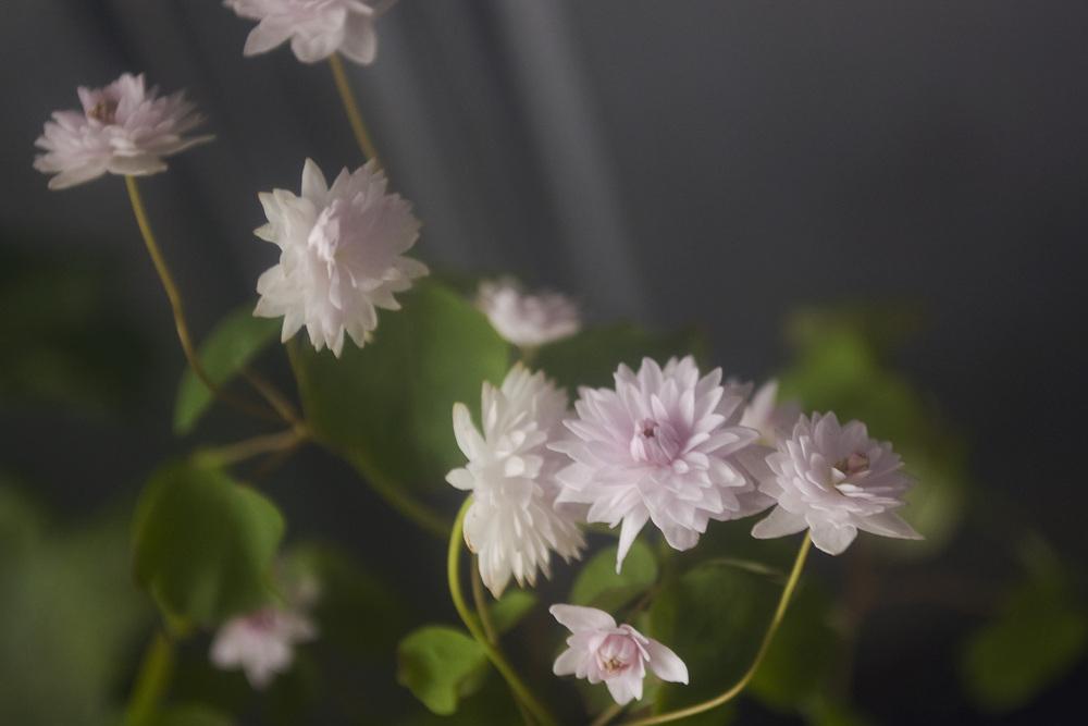 Photo of Rue Anemone (Thalictrum thalictroides 'Cameo') uploaded by AudreyDee