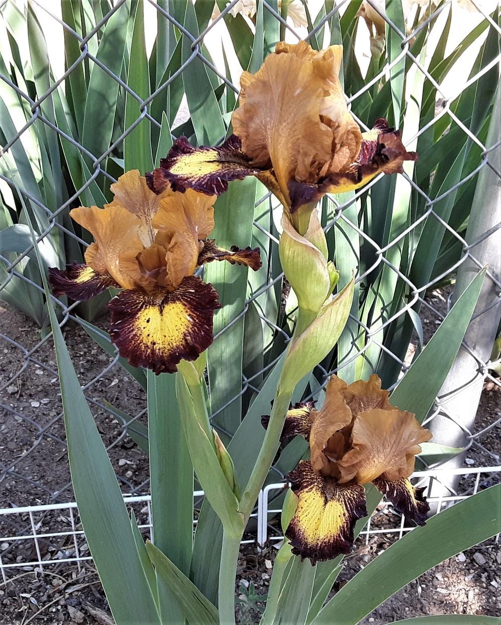 Photo of Intermediate Bearded Iris (Iris 'Masked Bandit') uploaded by Bitoftrouble