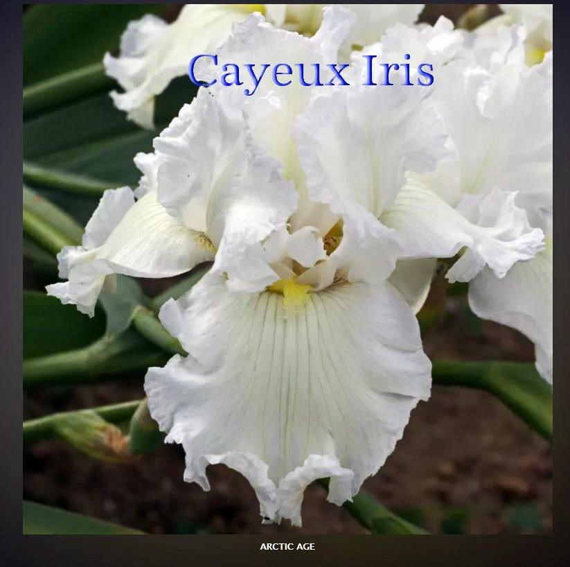Photo of Tall Bearded Iris (Iris 'Arctic Age') uploaded by DaylilySLP