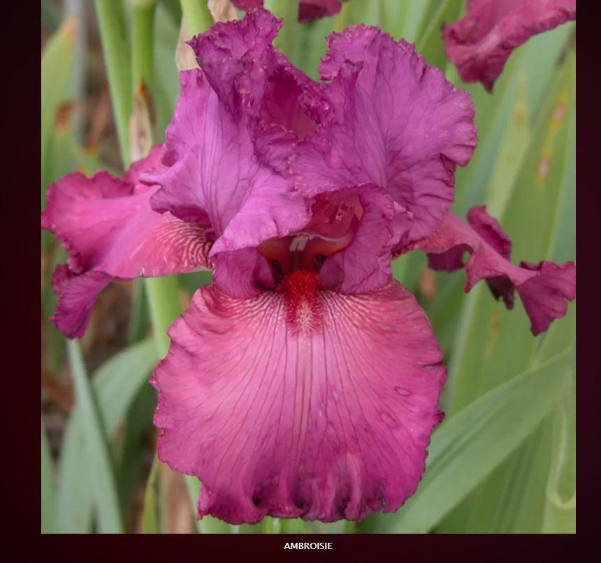 Photo of Tall Bearded Iris (Iris 'Ambroisie') uploaded by DaylilySLP