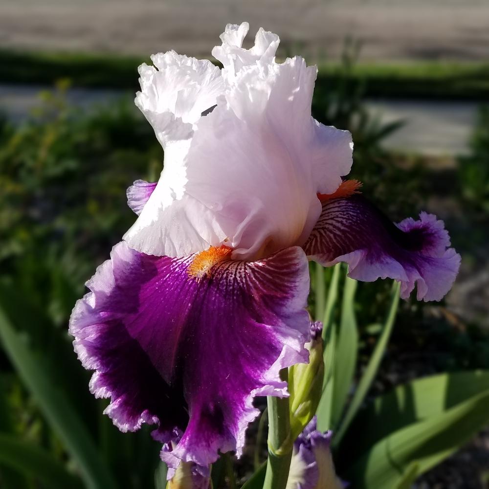 Photo of Tall Bearded Iris (Iris 'Gracious Curves') uploaded by OrganicJen