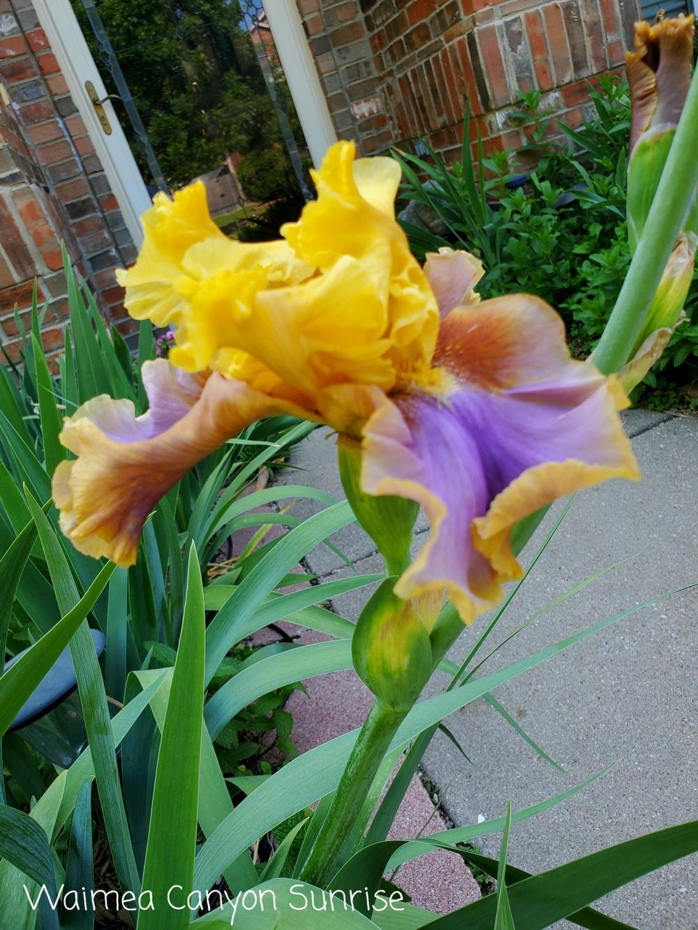 Photo of Tall Bearded Iris (Iris 'Waimea Canyon Sunrise') uploaded by javaMom