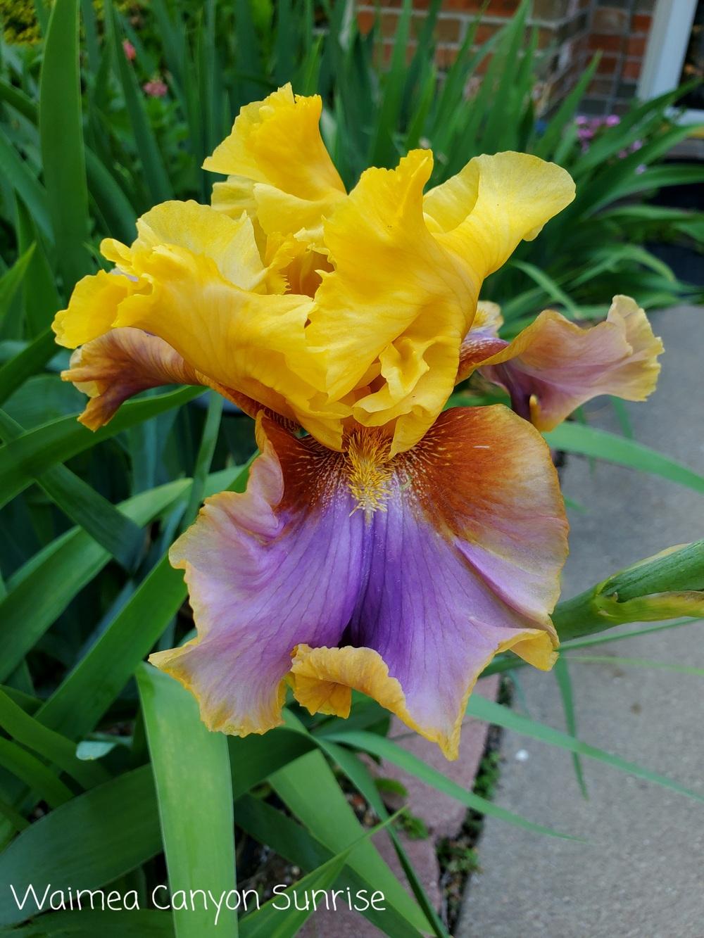 Photo of Tall Bearded Iris (Iris 'Waimea Canyon Sunrise') uploaded by javaMom