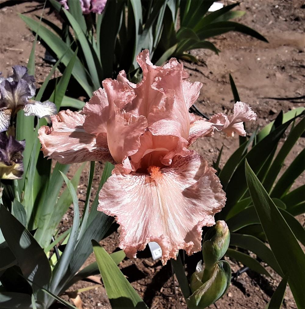 Photo of Border Bearded Iris (Iris 'Baboon Bottom') uploaded by Bitoftrouble