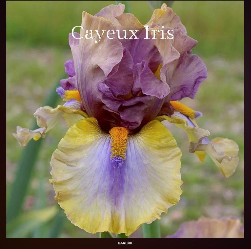 Photo of Tall Bearded Iris (Iris 'Karibik') uploaded by DaylilySLP