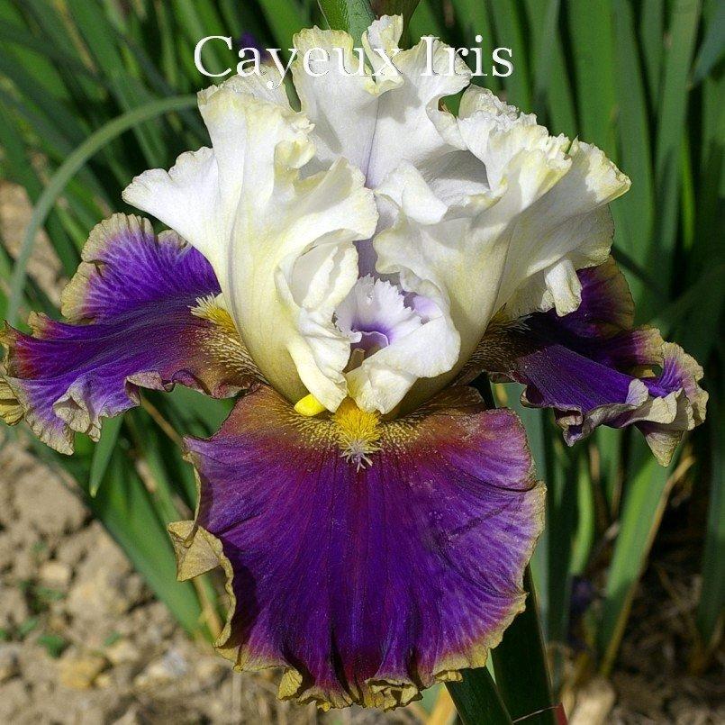 Photo of Tall Bearded Iris (Iris 'Dietmar Brixy') uploaded by DaylilySLP