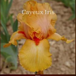 
Date: 2021-04-08
Image courtesy of Cayeux Iris
