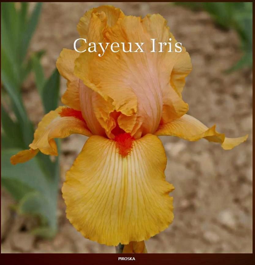 Photo of Tall Bearded Iris (Iris 'Piroska') uploaded by DaylilySLP