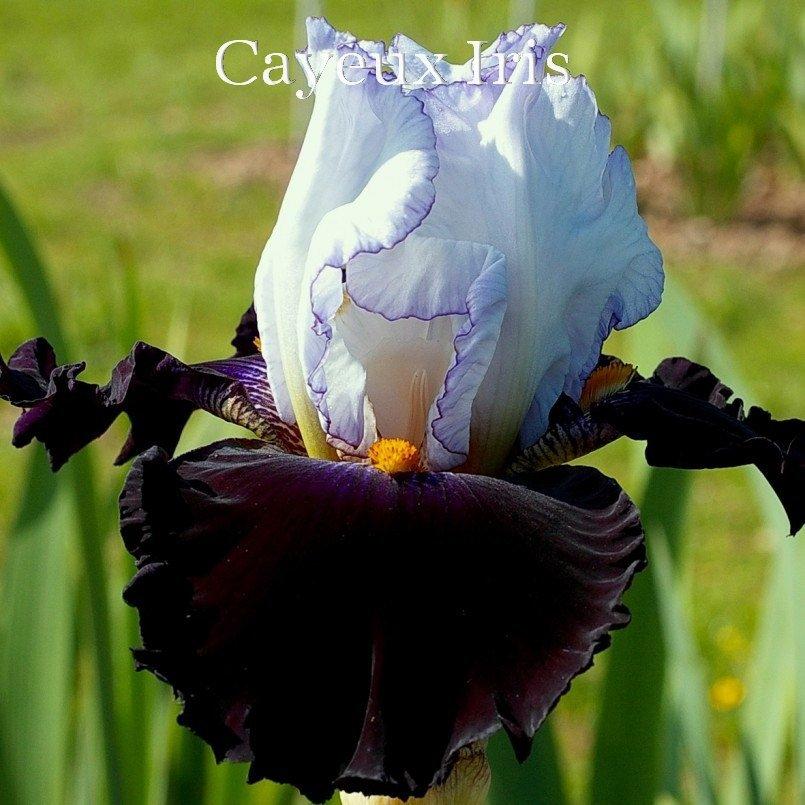Photo of Tall Bearded Iris (Iris 'Domino Noir') uploaded by DaylilySLP
