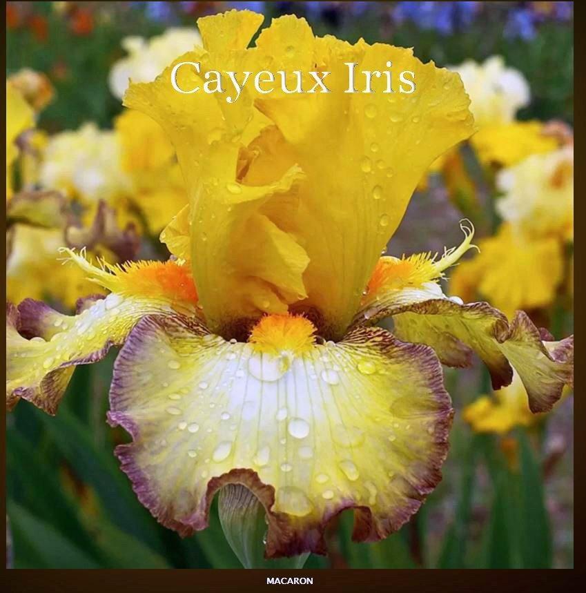 Photo of Tall Bearded Iris (Iris 'Macaron') uploaded by DaylilySLP