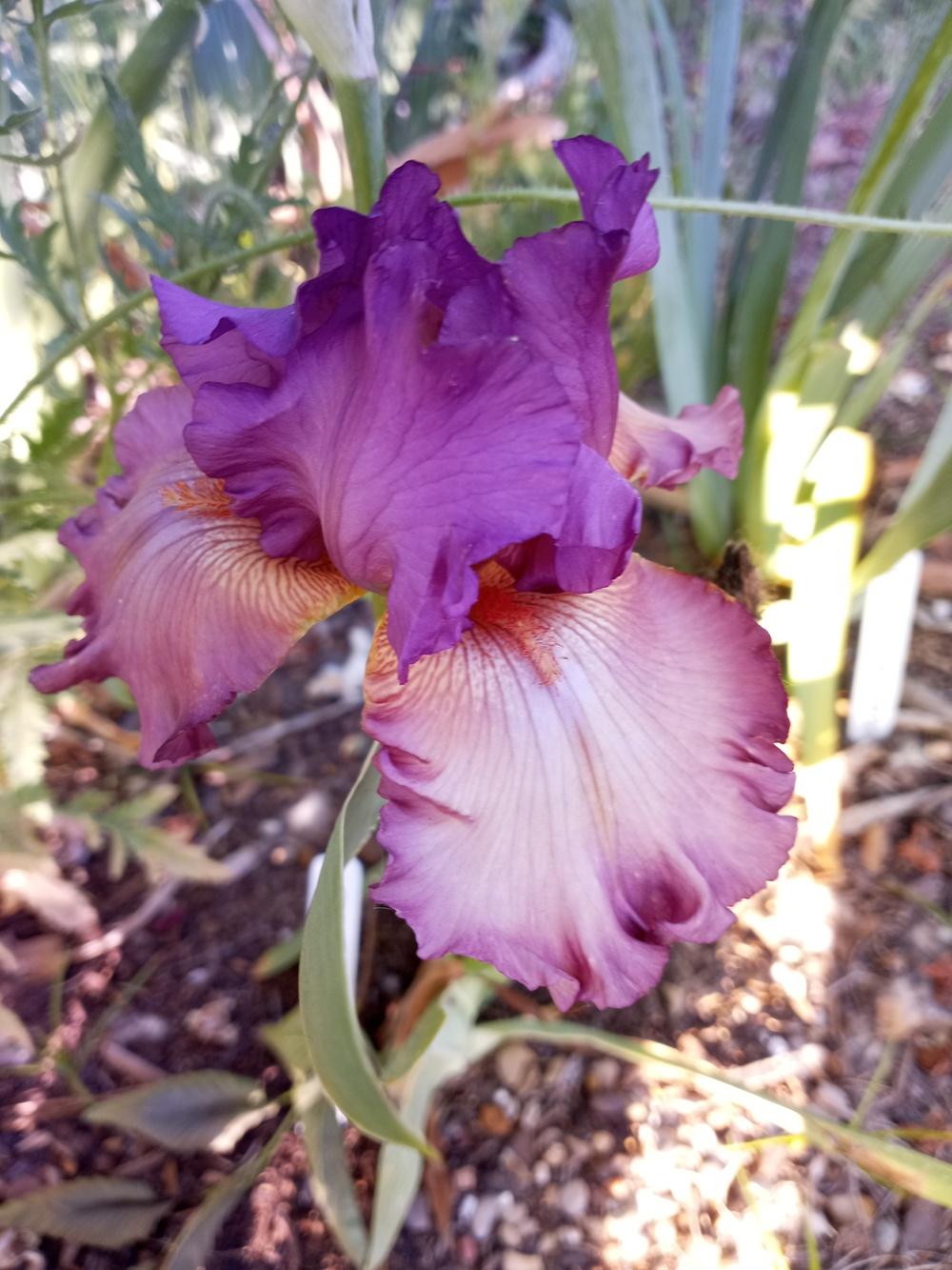 Photo of Tall Bearded Iris (Iris 'Dandy Candy') uploaded by FAIRYROSE