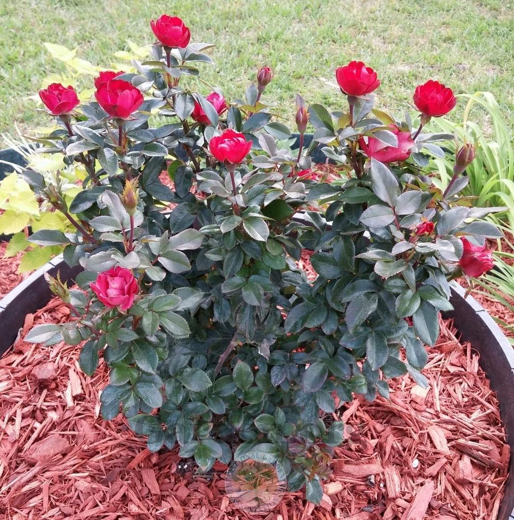 Photo of Rose (Rosa 'Zepeti') uploaded by Hamwild