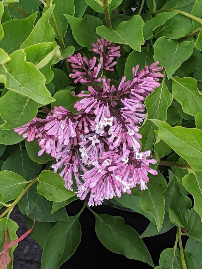 Photo of Manchurian Lilac (Syringa pubescens subsp. patula 'Miss Kim') uploaded by Joy