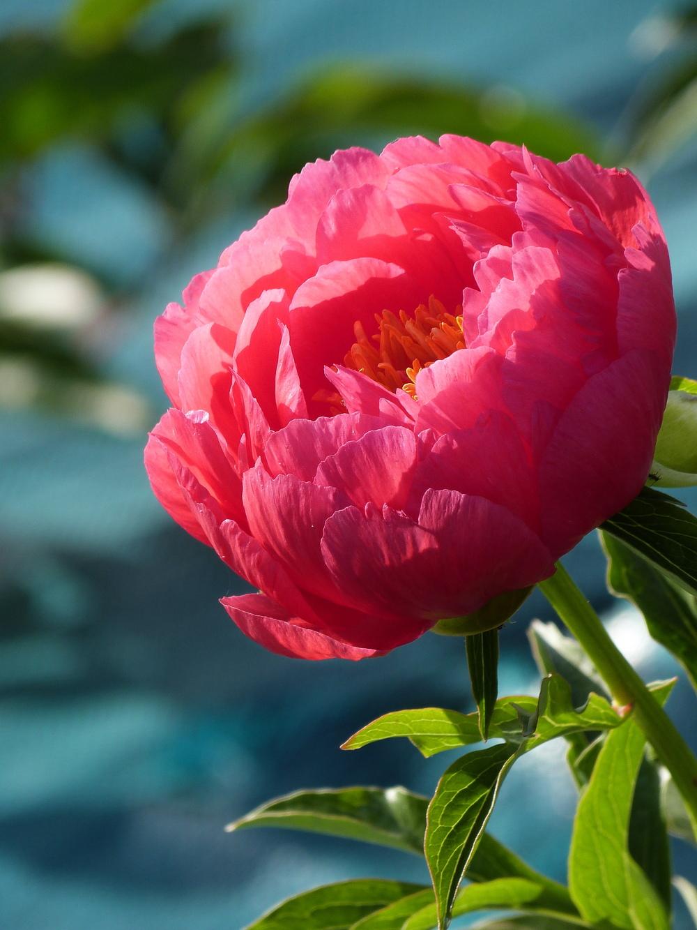 Photo of Peony (Paeonia 'Raspberry Charm') uploaded by Topdecker