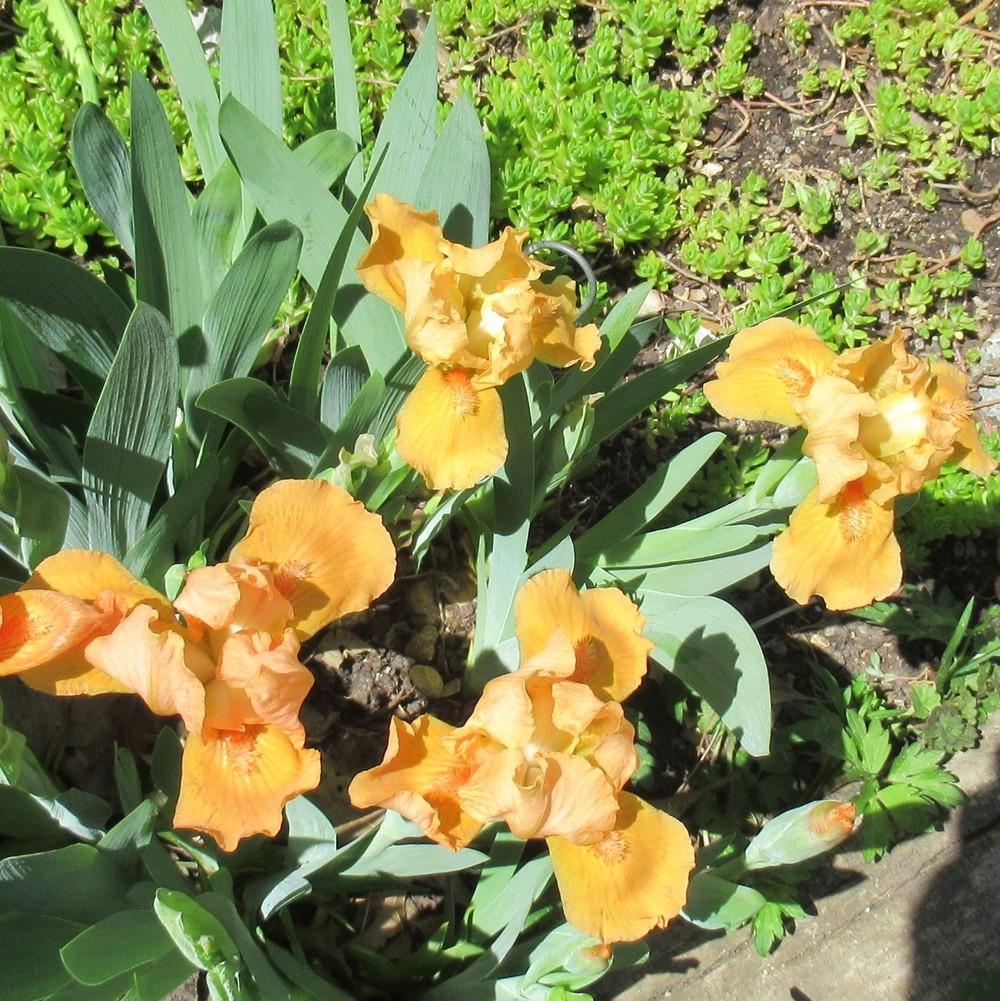 Photo of Standard Dwarf Bearded Iris (Iris 'Autumn Maple') uploaded by stilldew