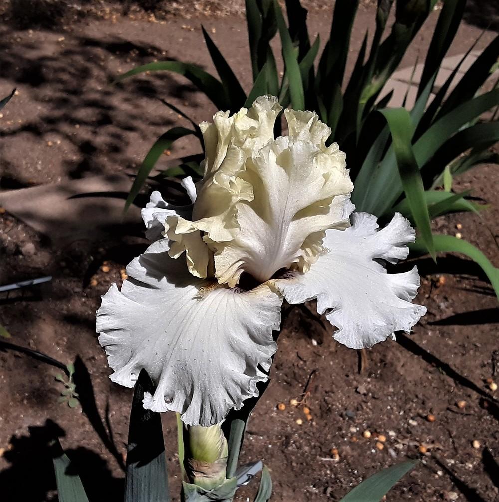 Photo of Tall Bearded Iris (Iris 'Frozen Margarita') uploaded by Bitoftrouble