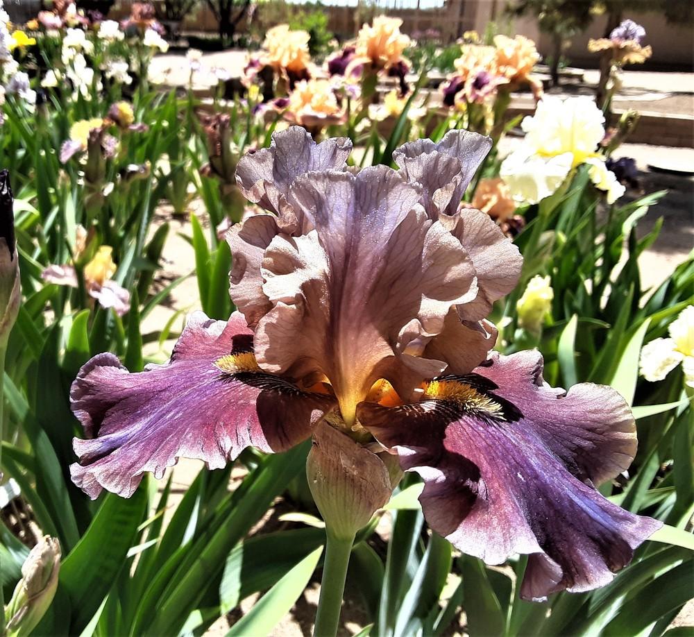 Photo of Tall Bearded Iris (Iris 'Full Tilt Boogie') uploaded by Bitoftrouble