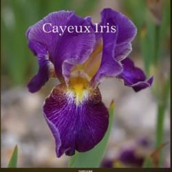 
Date: 2021-04-09
Image courtesy of Cayeux Iris