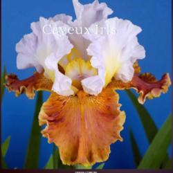
Date: 2021-04-09
Image courtesy of Cayeux Iris