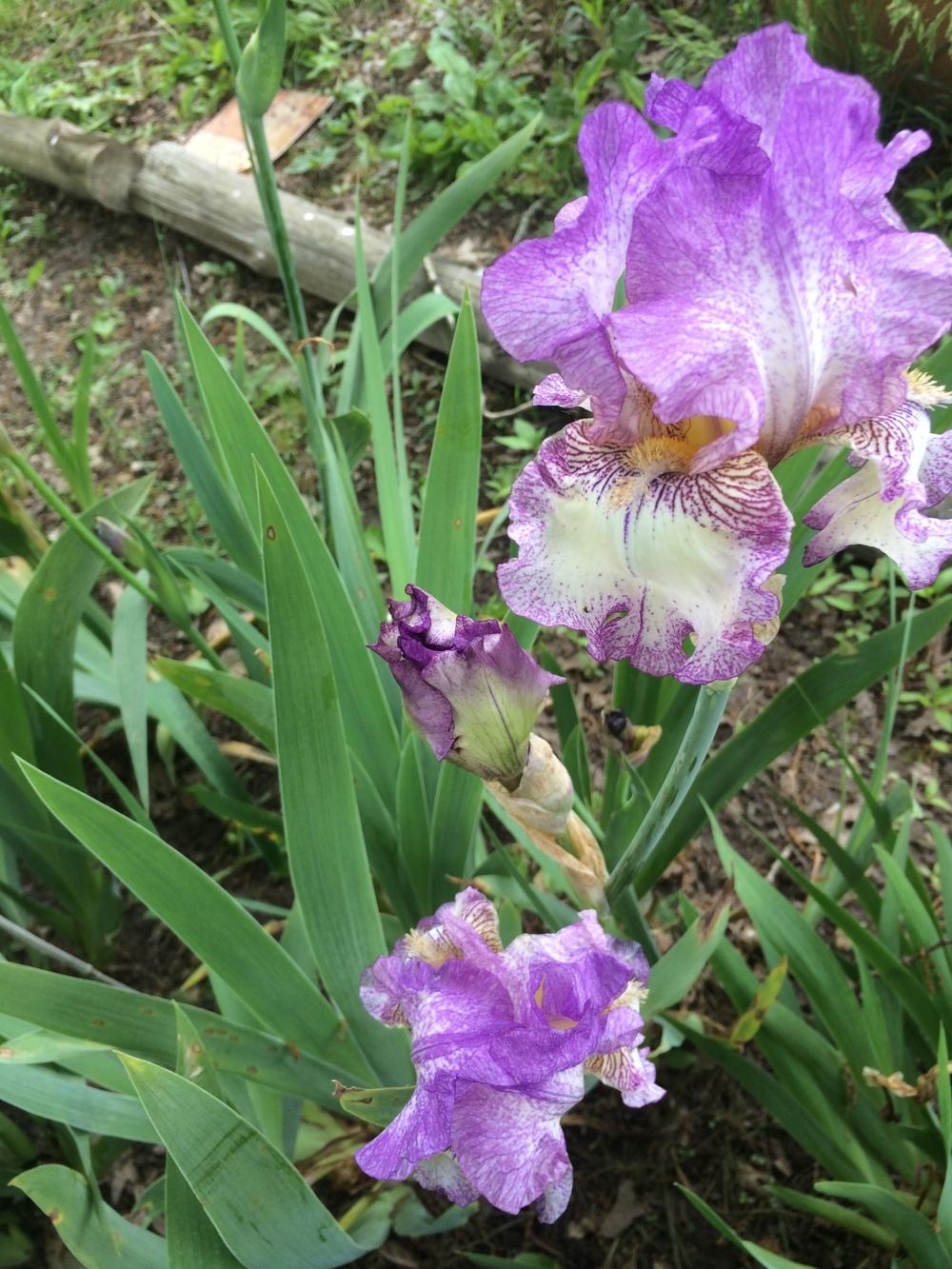 Photo of Tall Bearded Iris (Iris 'Autumn Tryst') uploaded by DonnaKribs