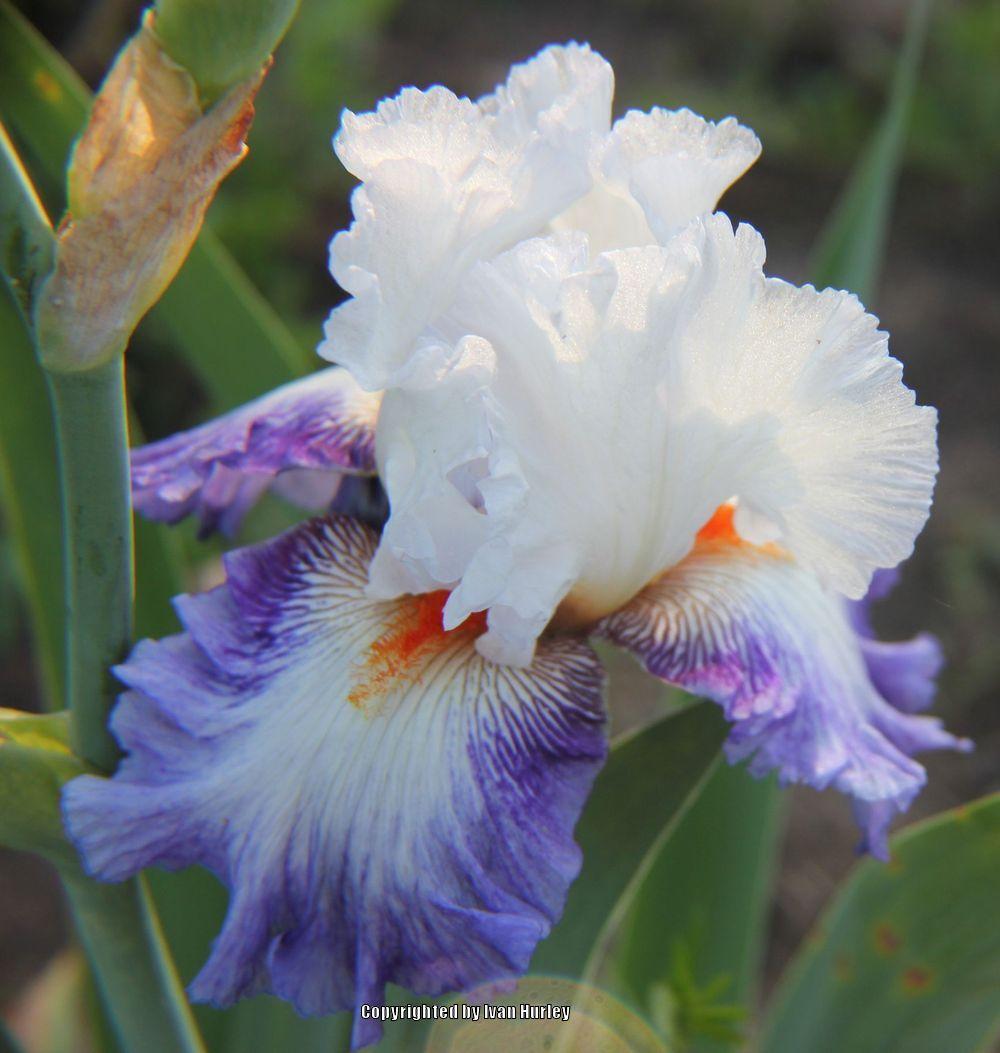 Photo of Tall Bearded Iris (Iris 'Guardian's Fire') uploaded by Ivan_N_Tx