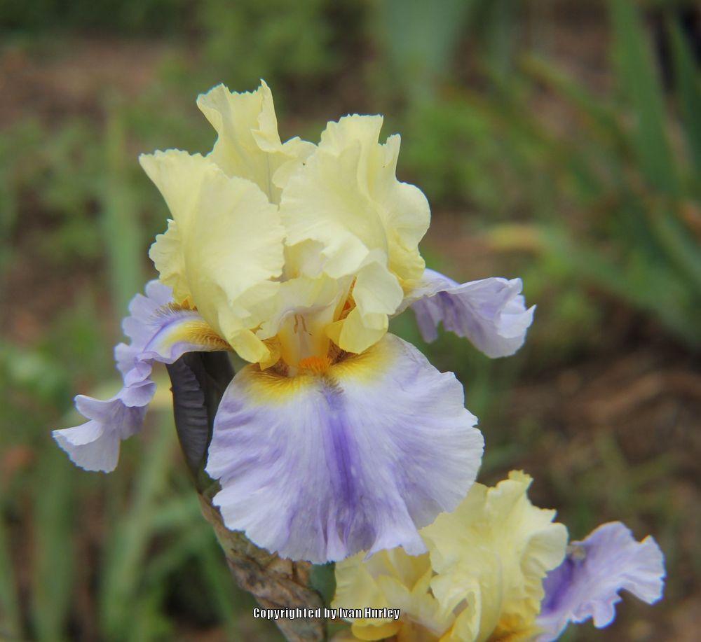 Photo of Tall Bearded Iris (Iris 'Easter Candy') uploaded by Ivan_N_Tx