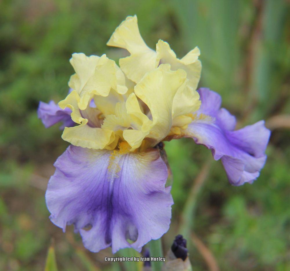 Photo of Tall Bearded Iris (Iris 'Edith Wolford') uploaded by Ivan_N_Tx