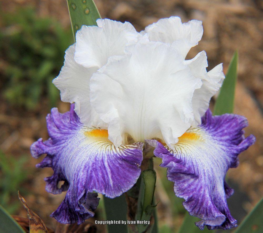 Photo of Tall Bearded Iris (Iris 'Cold Creek') uploaded by Ivan_N_Tx