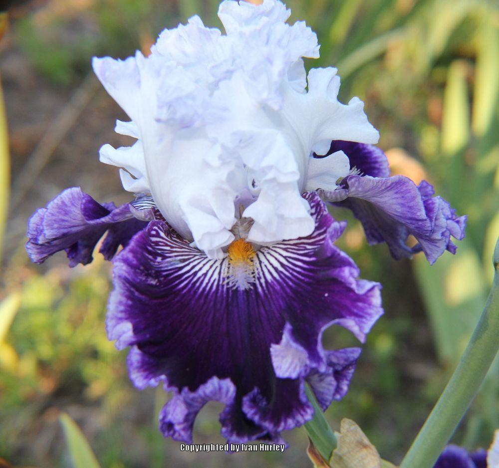 Photo of Tall Bearded Iris (Iris 'Polar Shift') uploaded by Ivan_N_Tx