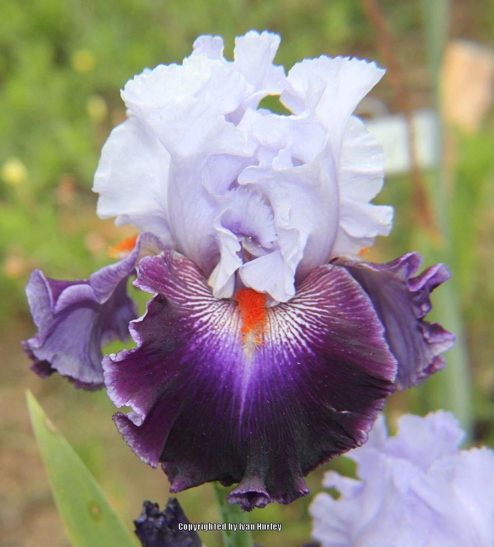 Photo of Tall Bearded Iris (Iris 'Honourable Lord') uploaded by Ivan_N_Tx