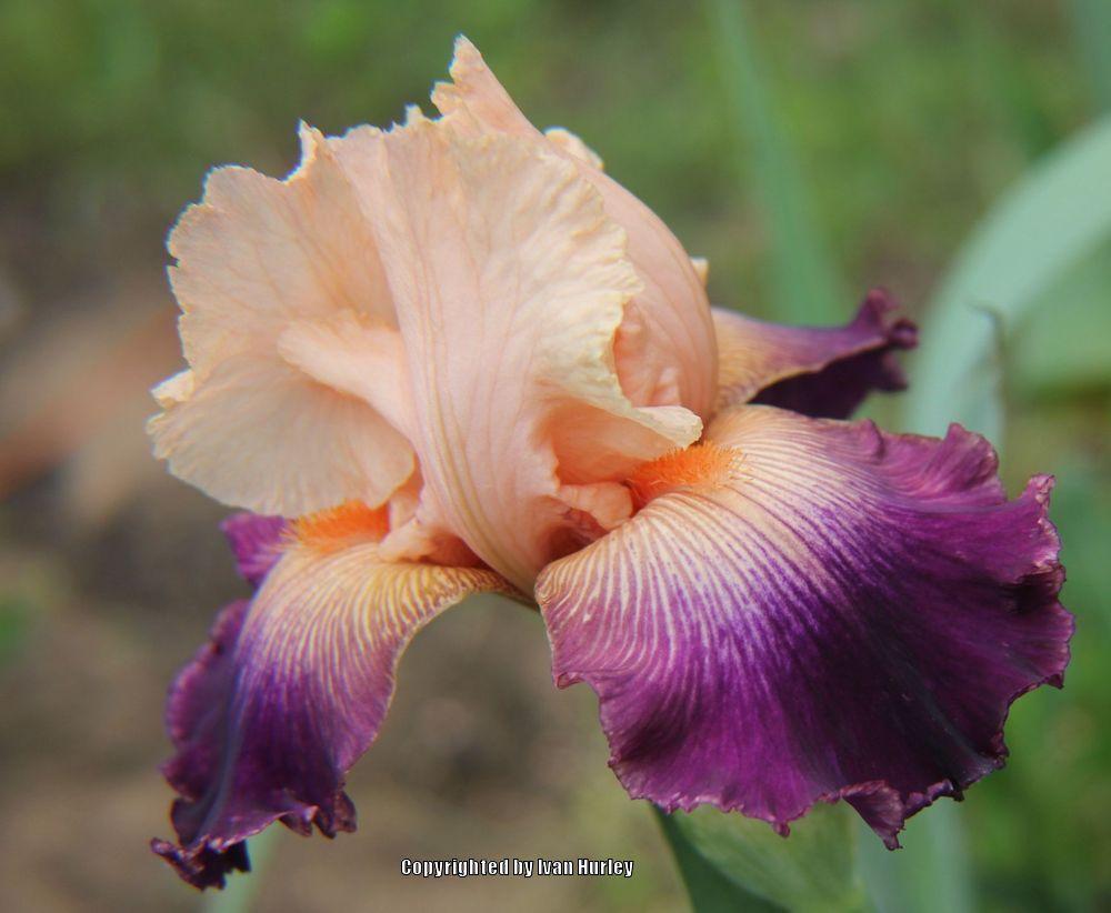 Photo of Tall Bearded Iris (Iris 'Notorious') uploaded by Ivan_N_Tx