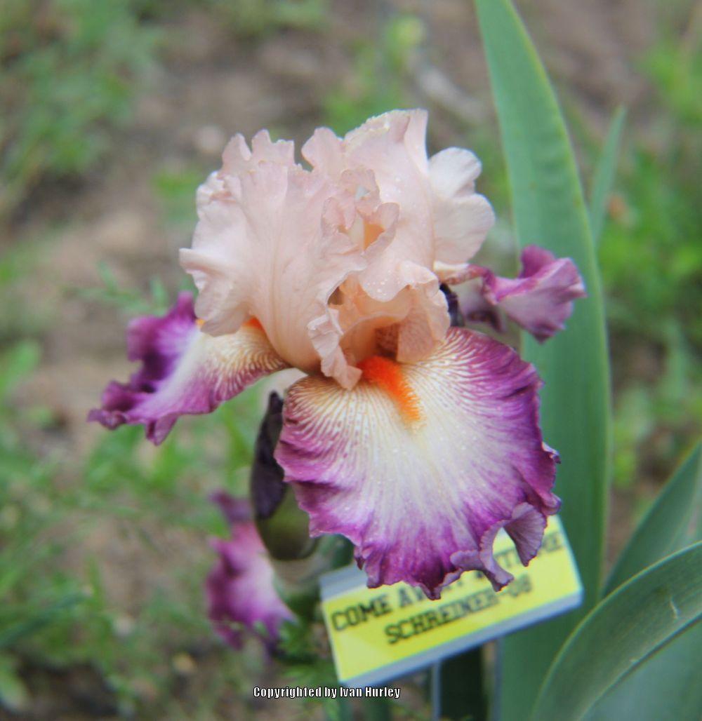 Photo of Tall Bearded Iris (Iris 'Come Away with Me') uploaded by Ivan_N_Tx